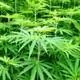 China looks to hemp for poverty alleviation