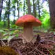 Wild mushroom season arrives with a friendly warning