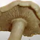 Monsterous mushroom found in Pu'er