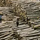 Myanmar jails scores of Chinese loggers, Beijing incensed