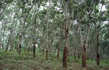 Rubber planting depleting China's only tropical rainforest | GoKunming