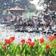 25th Tulip and Peony Festival