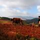 Join-In-Group-Tour to Dongchuan Red Soil Land