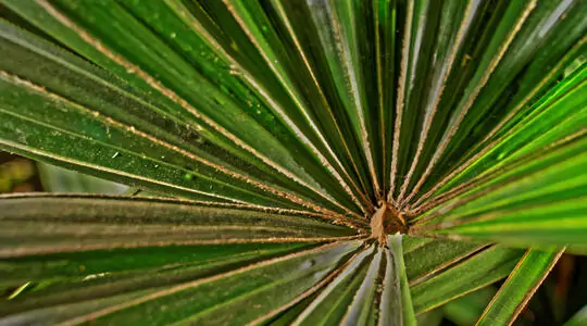 green geometry