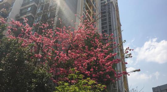 Rose clouds in flower garden