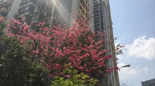 Rose clouds in flower garden