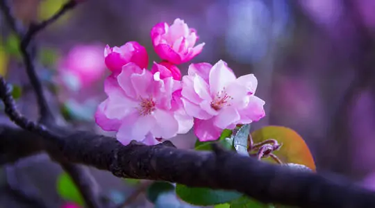 Spring sakura