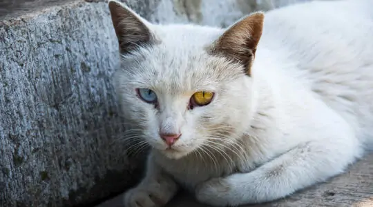 Meow