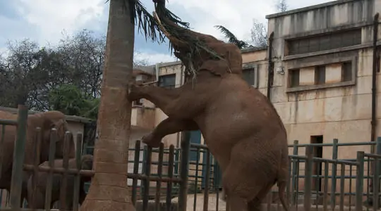 A very hungry elephant
