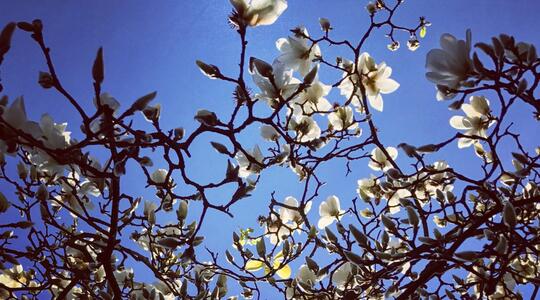 springtime