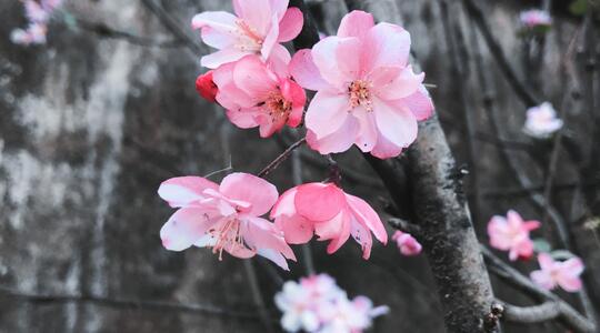 spring