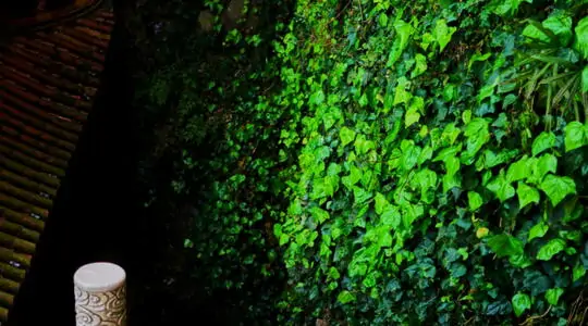 GREEN WALL