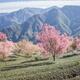 Wuliang Mountain - Sakura Valley