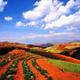 Dongchuan Red Land